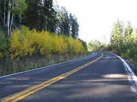 doch noch Aspen trees...