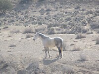 endlich das White Horse gesehen