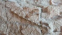 eindrückliche "Knochenausstellung"