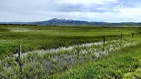Bei Grays Lake