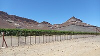 Weinbau in Aussenkehr