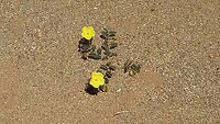 noch nicht viele Blumen gesehen...