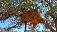 Vogelnest beim Zeltplatz