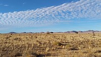 Namib Wild Horses