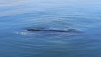 Humpbackwal