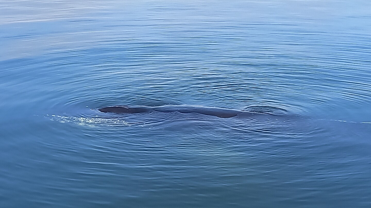 Humpbackwal