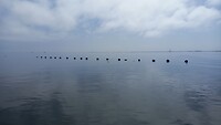 Oysterzucht