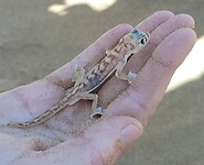 Gecko