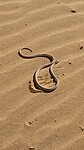 Sandschlange (nicht giftig)