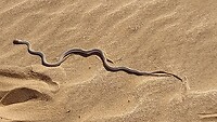 Sandschlange