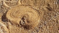 Hier lauert die Sandviper