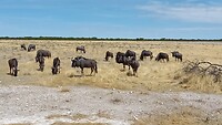 Einer der "ugly 5": Gnus
