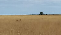 Was läuft dann hier im Gras?