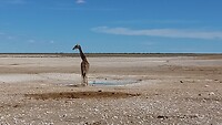 "Ich und das Wasserloch"