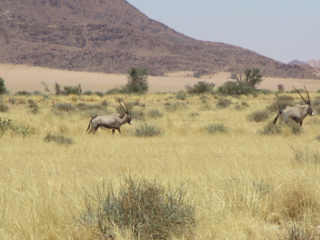 Oryx