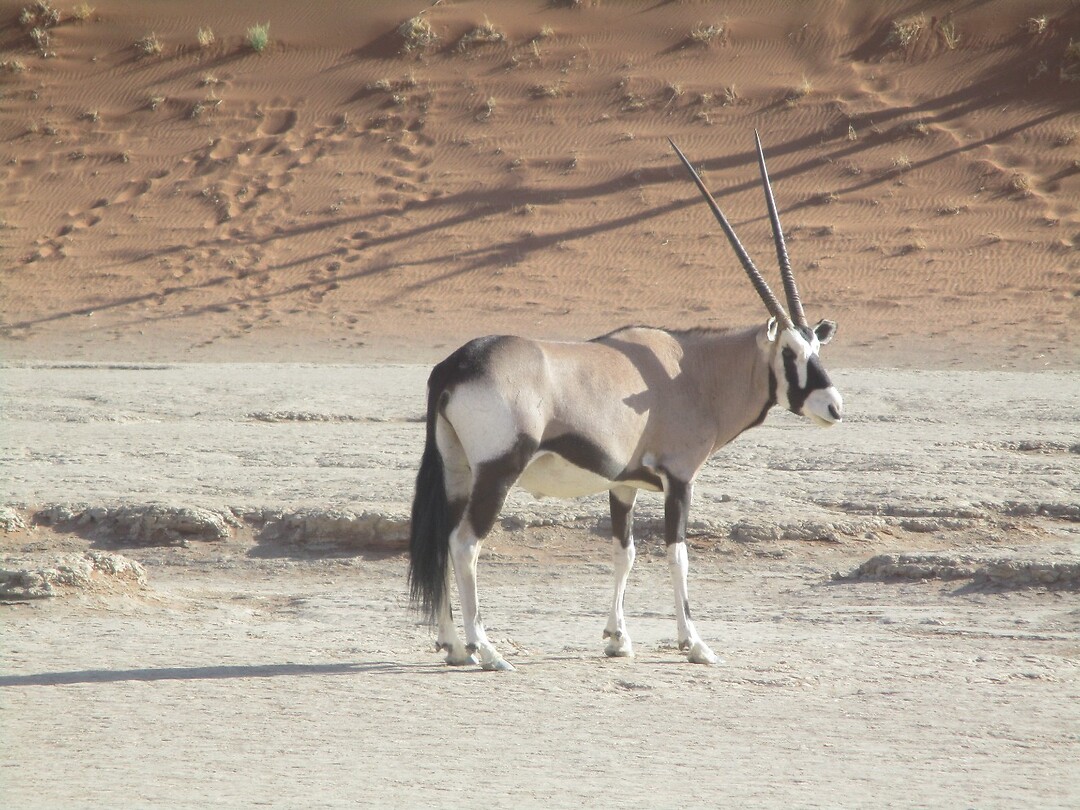 Oryx