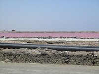 Pink Lake