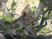 Faszinierende Tiere