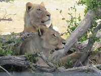 Insgesamt 7 oder Tiere beieinander