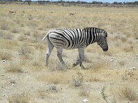 Steppenzebra