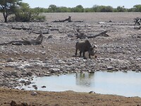 Dann noch Nr. 2 = Nashorn