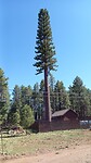 5G Ponderosa tree 😄