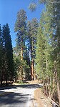 First Sequoia