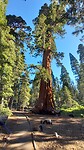 Trail of the 100 Giants