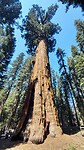 The Sherman Tree
