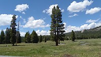 Tolumne Meadow