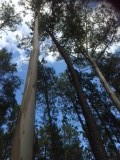 foto 3-60