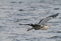Blauwe reiger 1 oostvaardersplassen