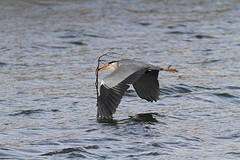 Blauwe reiger 2 oostvaardersplassen