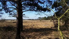 Kalmthoutse Heide