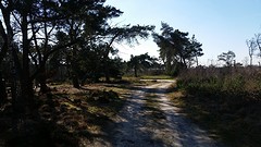Kalmthoutse Heide