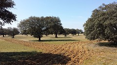 20160314_La Albuera Dehesa