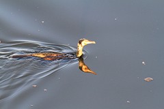 Aalscholver