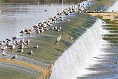 Dam