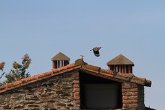 Hop