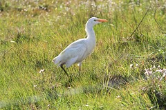 Koereiger