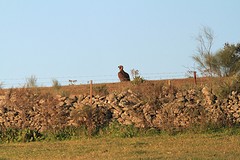 Monniksgier