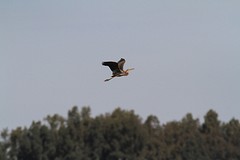 Purperreiger