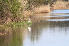 Ralreiger