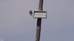steenuil