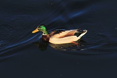 Wilde eend