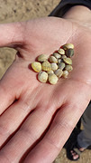 20160322_kleine-schelpjes-101916-web