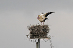 IMGL3895ooievaar-paring-web