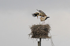 IMGL3896ooievaar-paring-web
