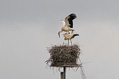 IMGL3897ooievaar-paring-web