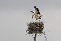 IMGL3898ooievaar-paring-web